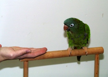 Первым шагом является попытка создать такую ситуацию, в которой птица исполнит лишь небольшую часть будущего навыка - фото Barbara Heidenreich 